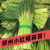 红帽蒜薹万亩基地产地直发商超品质