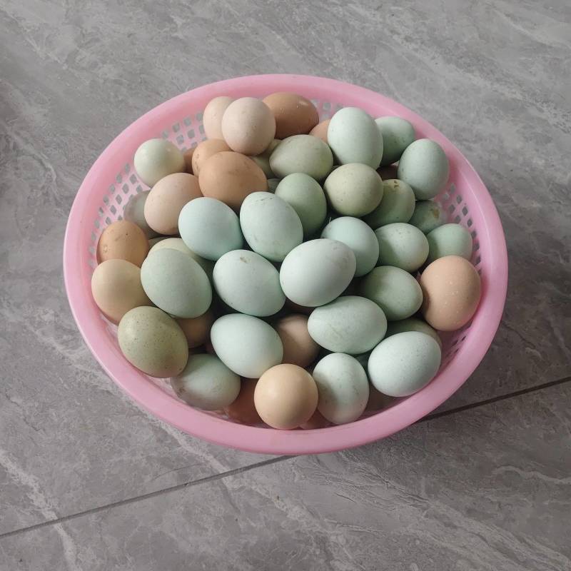 江苏东台散养虫草土鸡蛋商超团购对接全国发货