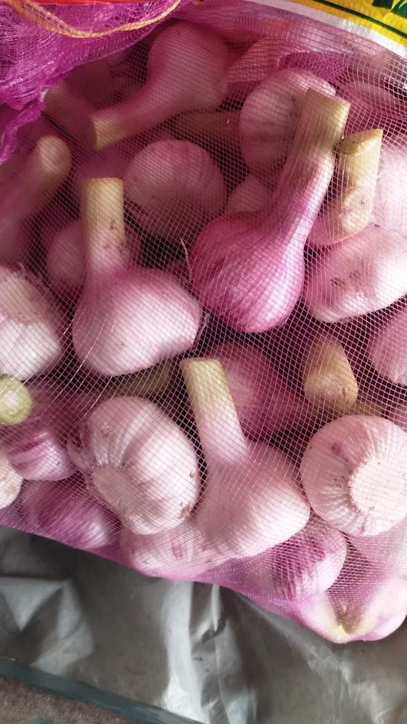 精品大蒜，新鲜采摘个大饱满欢迎咨询订购