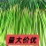 红帽蒜薹万亩基地产地直发商超品质