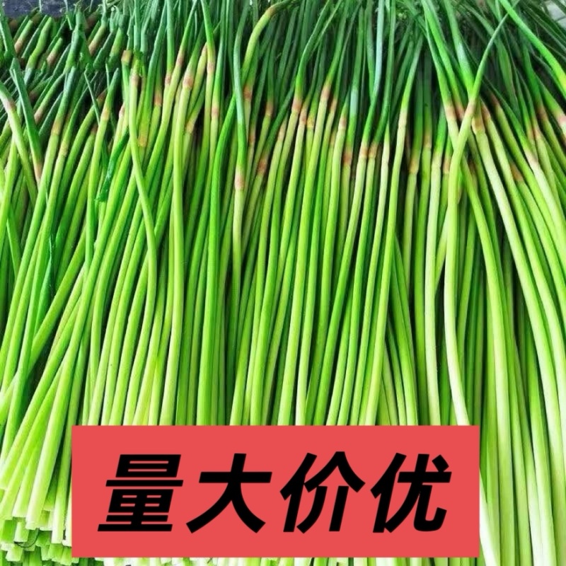红帽蒜薹万亩基地产地直发商超品质
