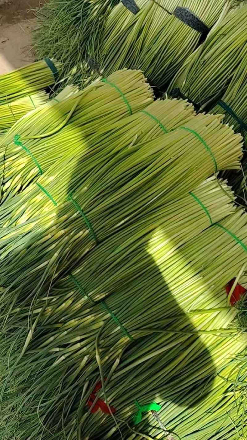 河南淮阳蒜苔大量上市新鲜采摘品质有保障，产地直发