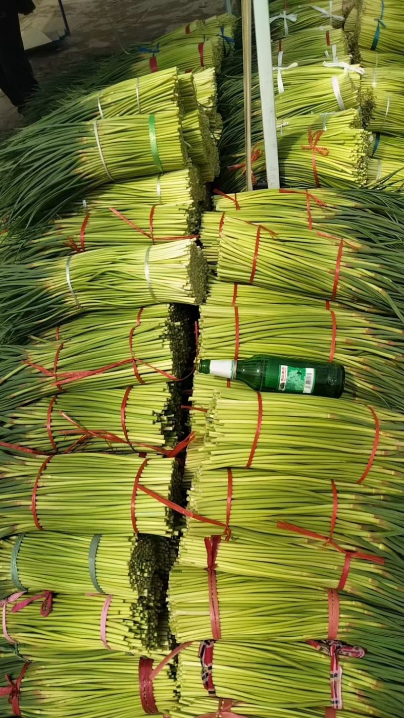 河南淮阳蒜苔大量上市新鲜采摘品质有保障，产地直发