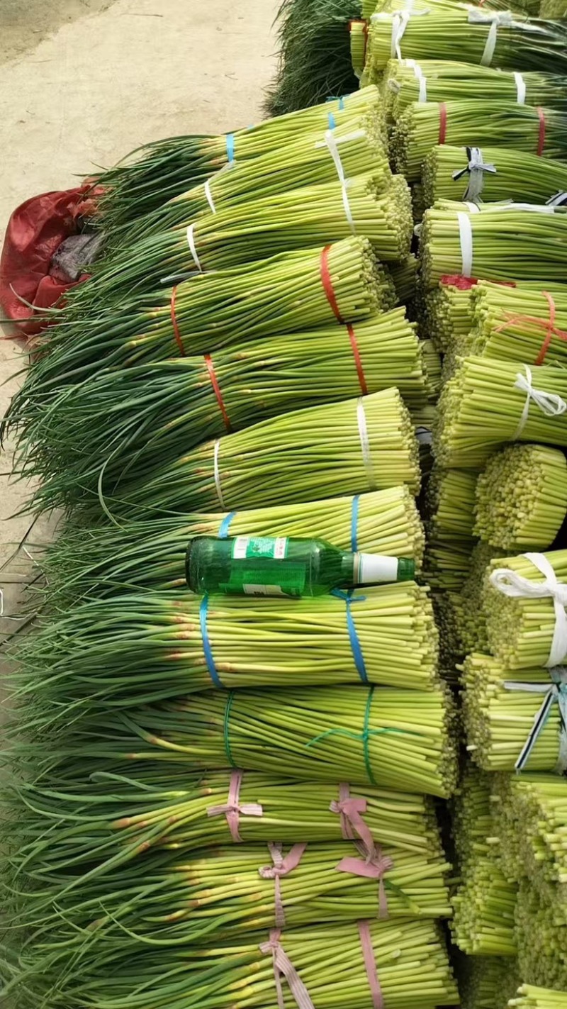河南淮阳蒜苔大量上市新鲜采摘品质有保障，产地直发
