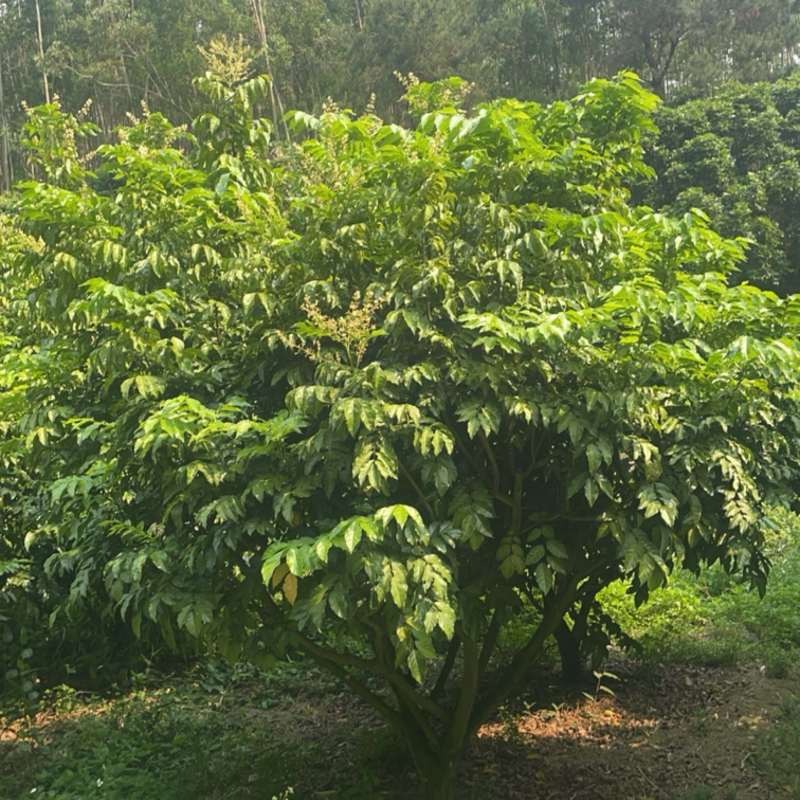 黄皮树
