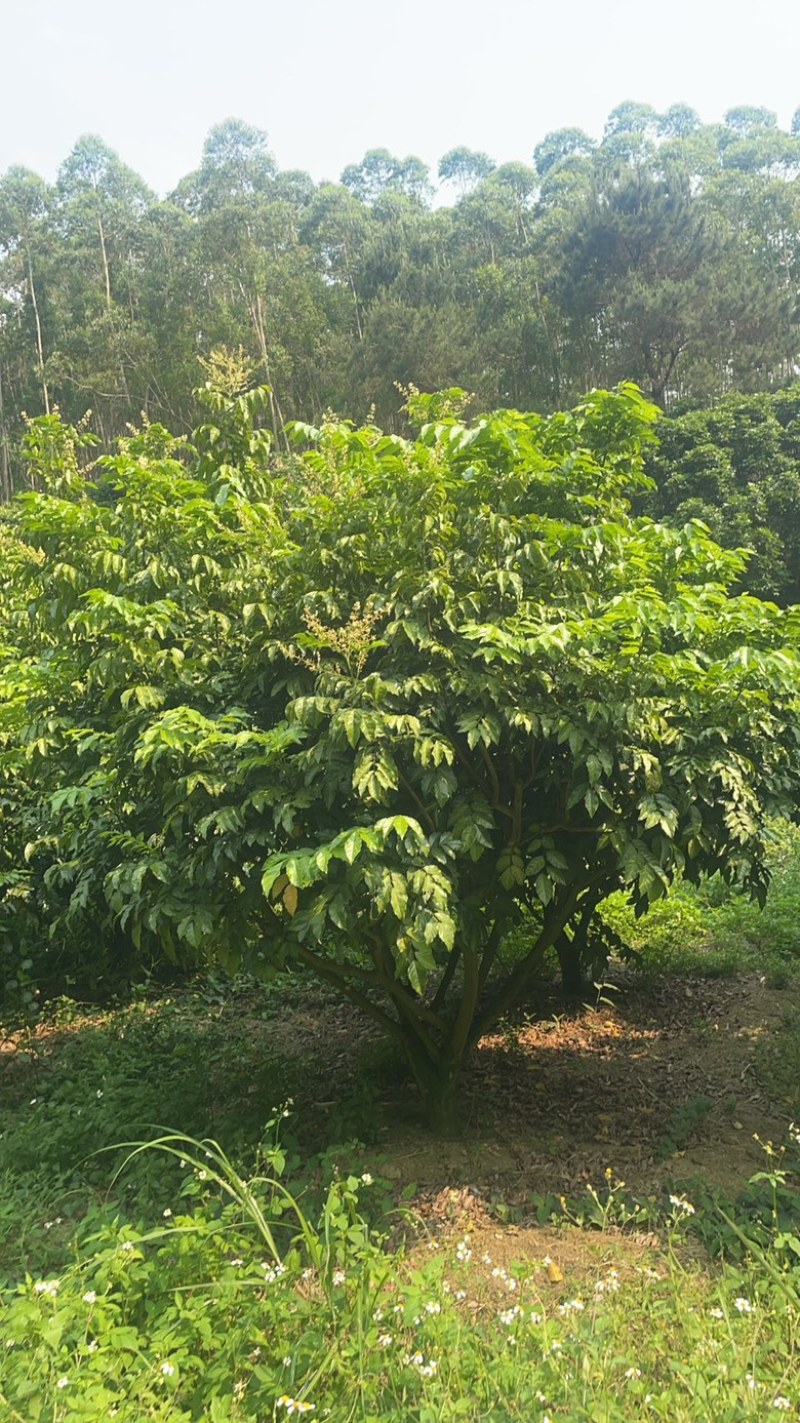 黄皮树