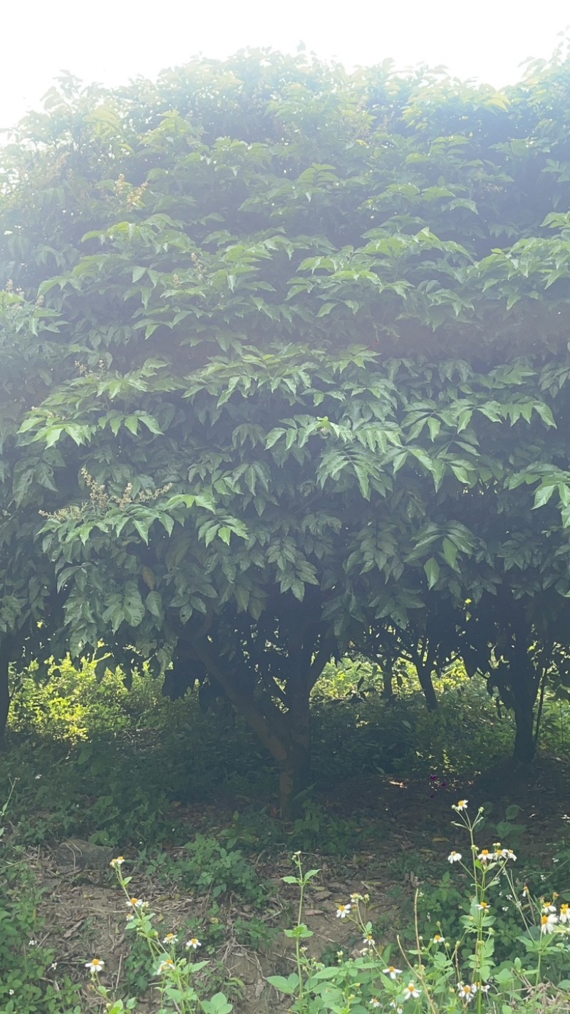 黄皮树