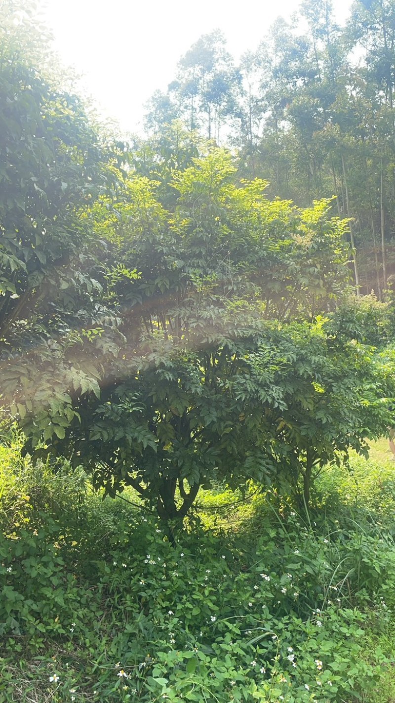 黄皮树