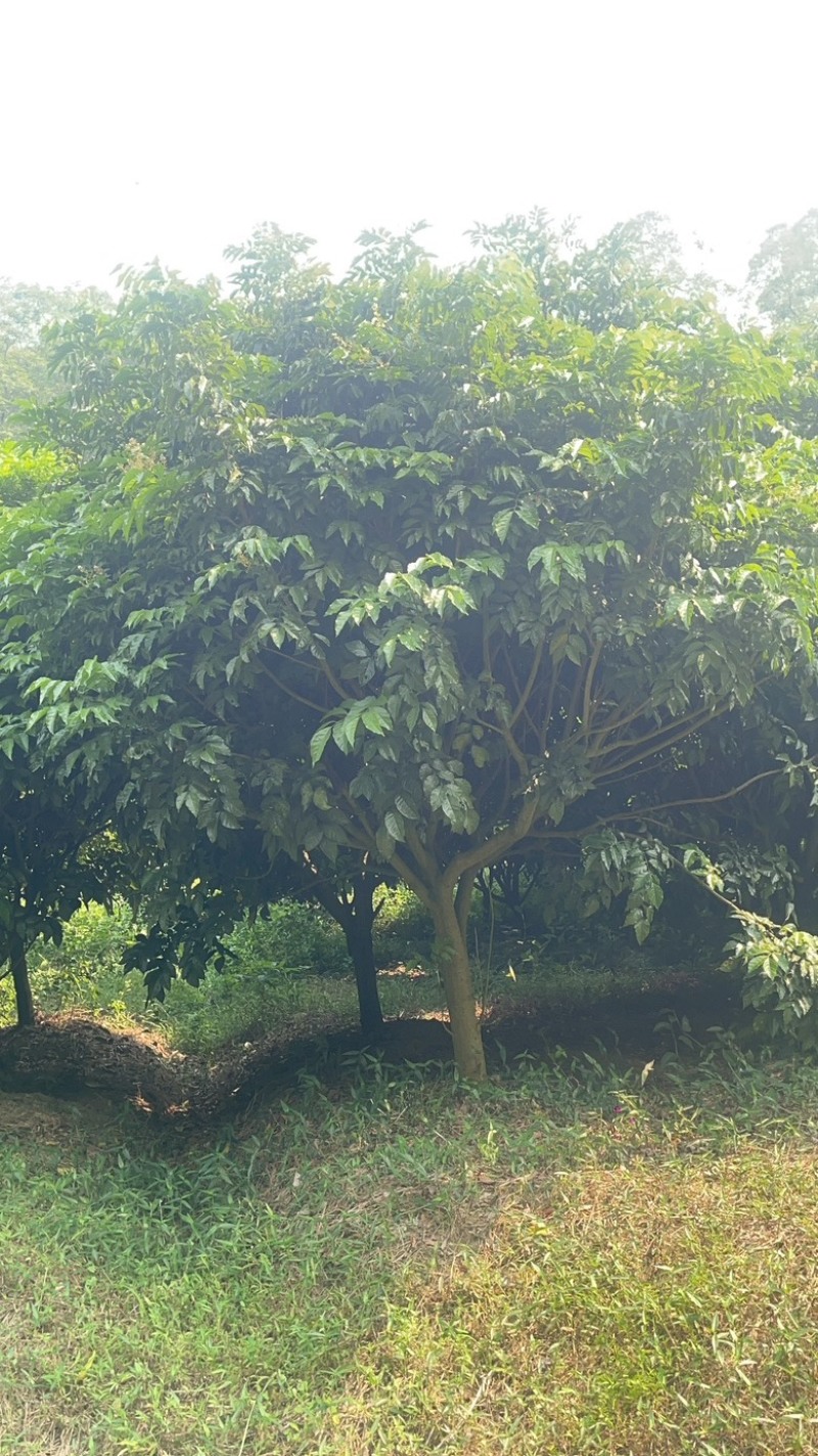 黄皮树