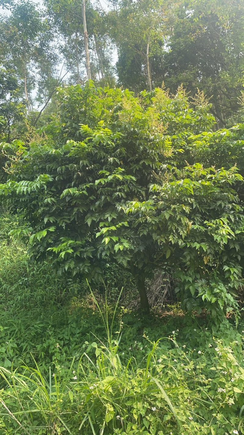 黄皮树