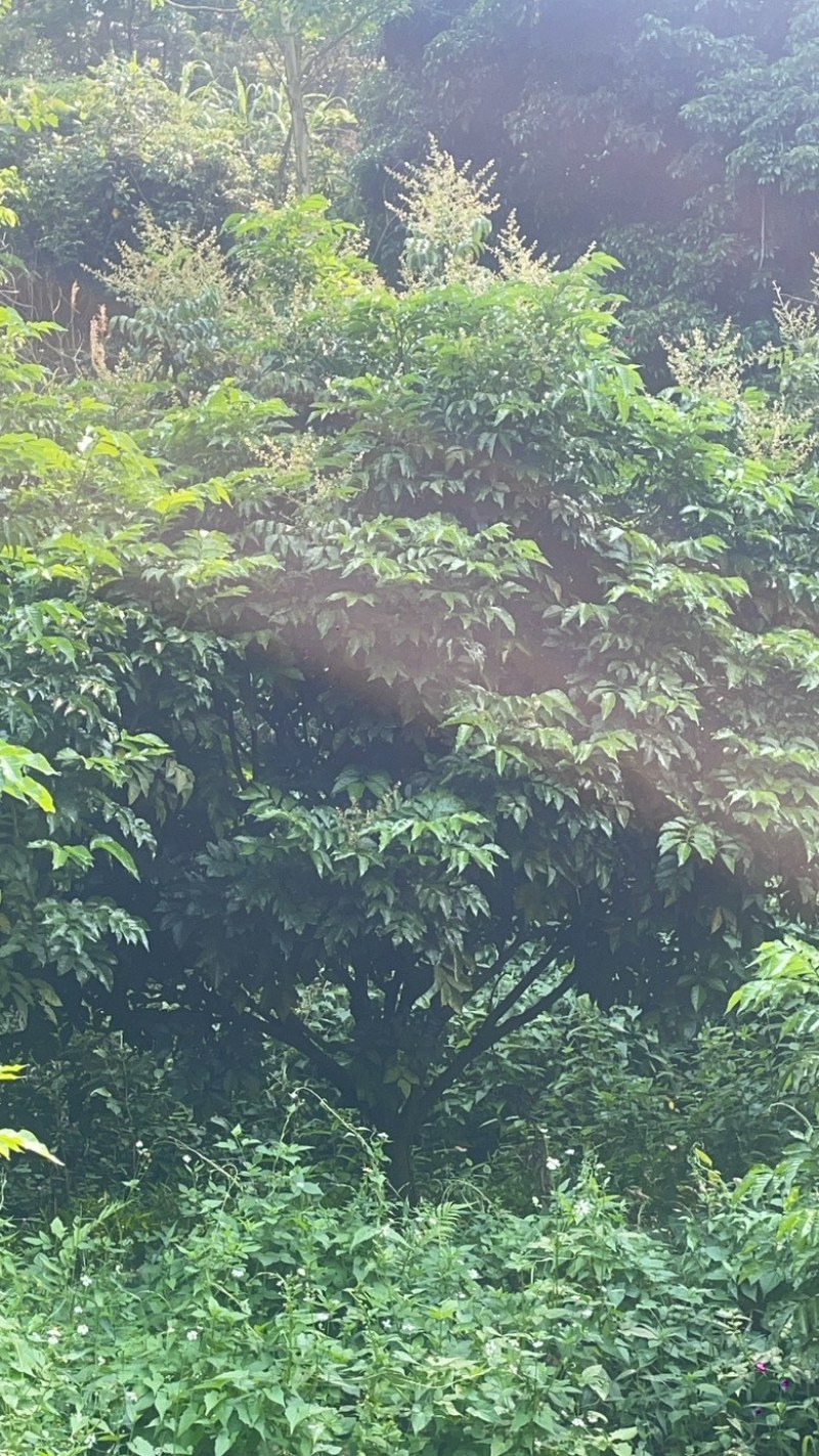 黄皮树