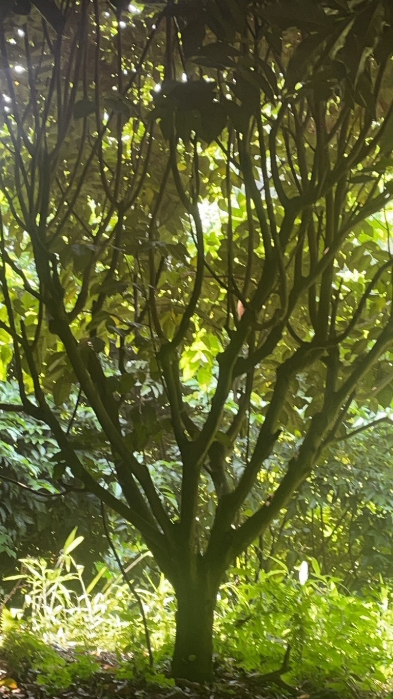 黄皮树