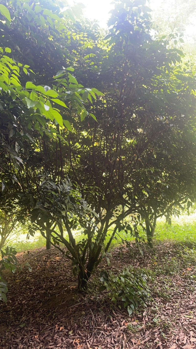 黄皮树