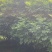 黄皮树