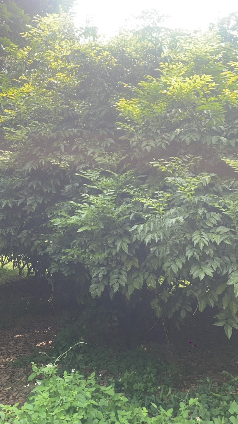 黄皮树