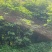 黄皮树