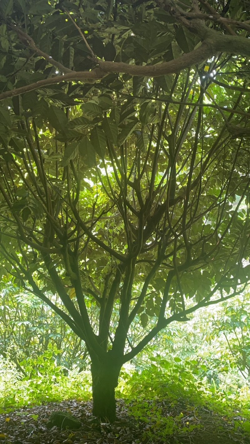 黄皮树