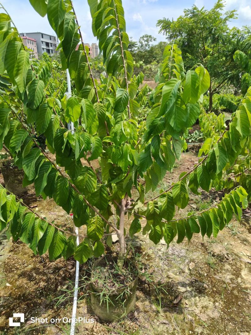 释迦果2-3公分出售自家果苗基地直销