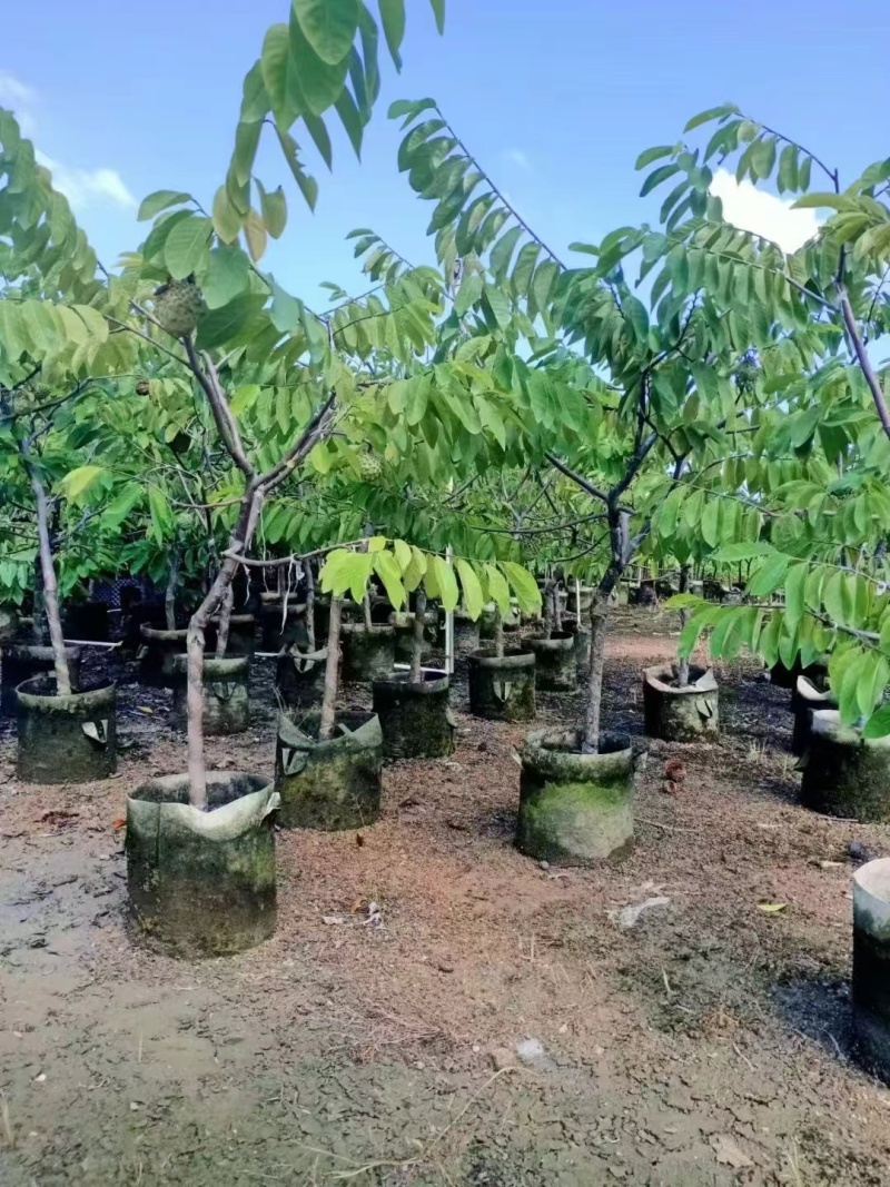 释迦果2-3公分出售自家果苗基地直销
