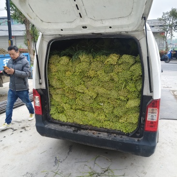 邳州小红帽蒜薹大量供应新鲜采摘品质保证欢迎来电洽谈