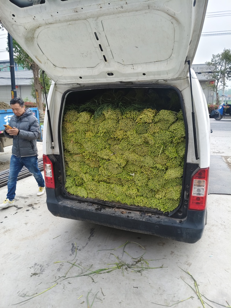 邳州小红帽蒜薹大量供应新鲜采摘品质保证欢迎来电洽谈