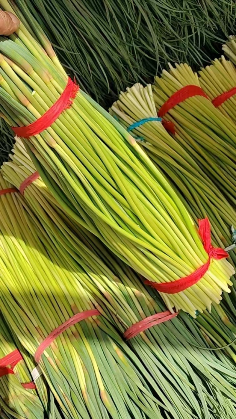 河南淮阳蒜苔大量上市新鲜采摘品质有保障，产地直发