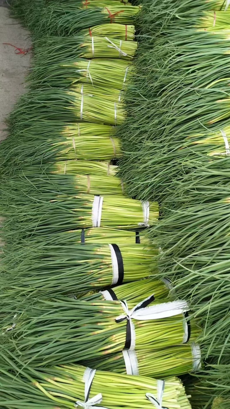 河南淮阳蒜苔大量上市新鲜采摘品质有保障，产地直发