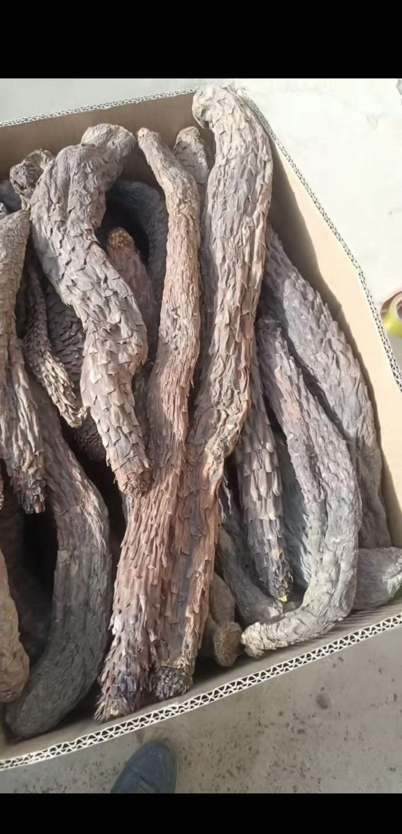 肉苁蓉