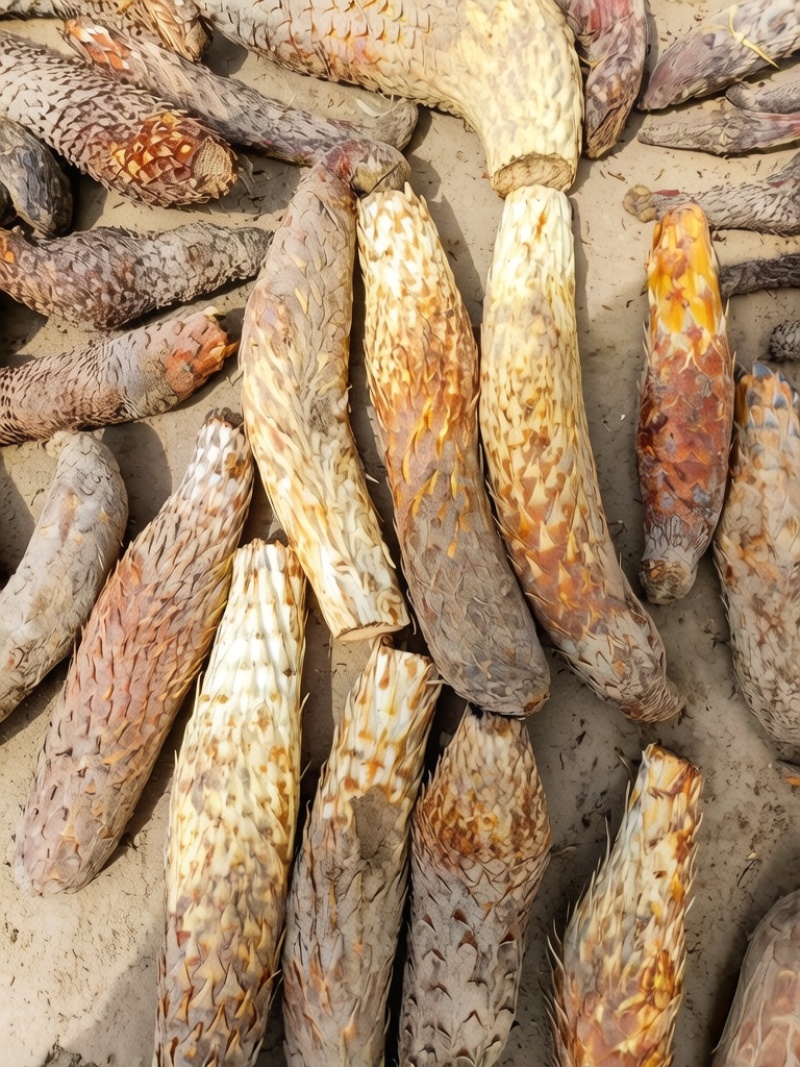 肉苁蓉