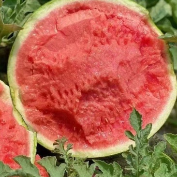 夏邑711西瓜强者711西瓜基地直供脆甜多汁,电联议价