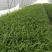 精品大叶韭菜