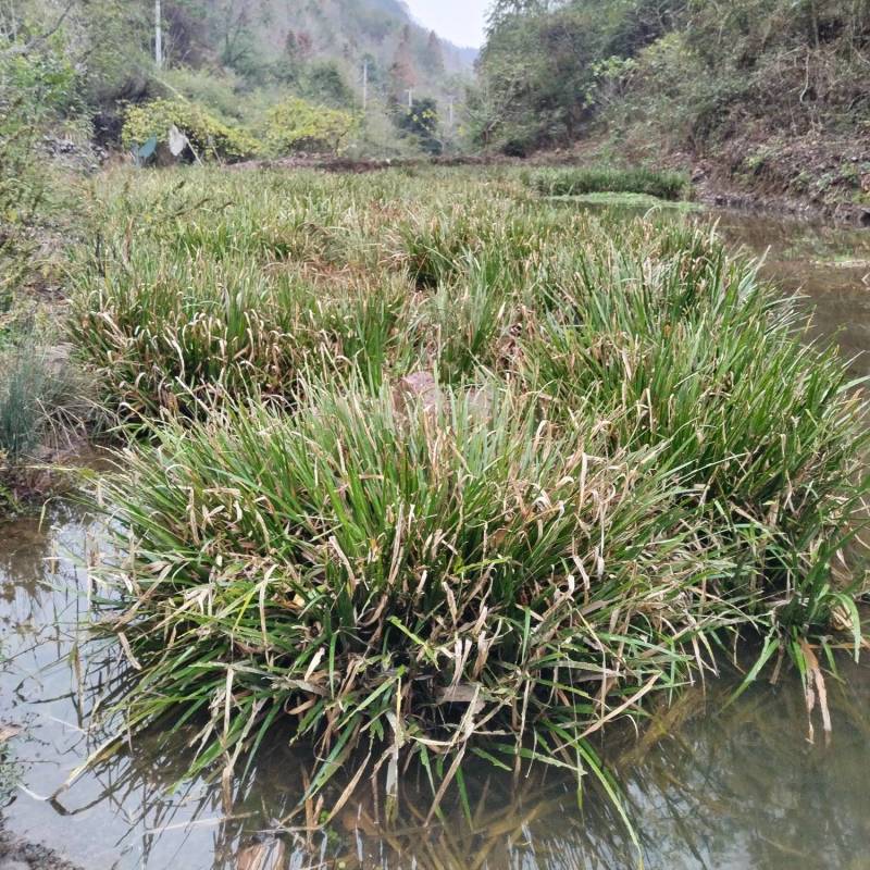 湘西野生石菖蒲