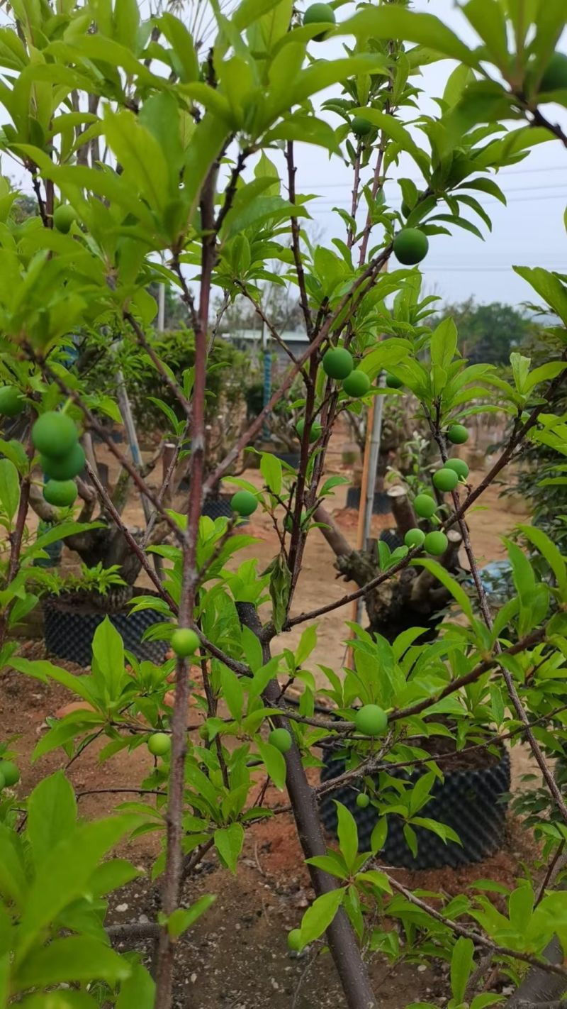李子树3-5公分出售自家果苗基地直销