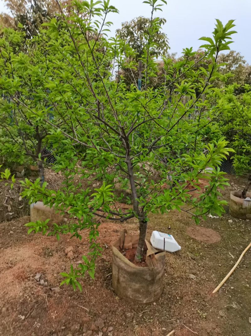 李子树3-5公分出售自家果苗基地直销