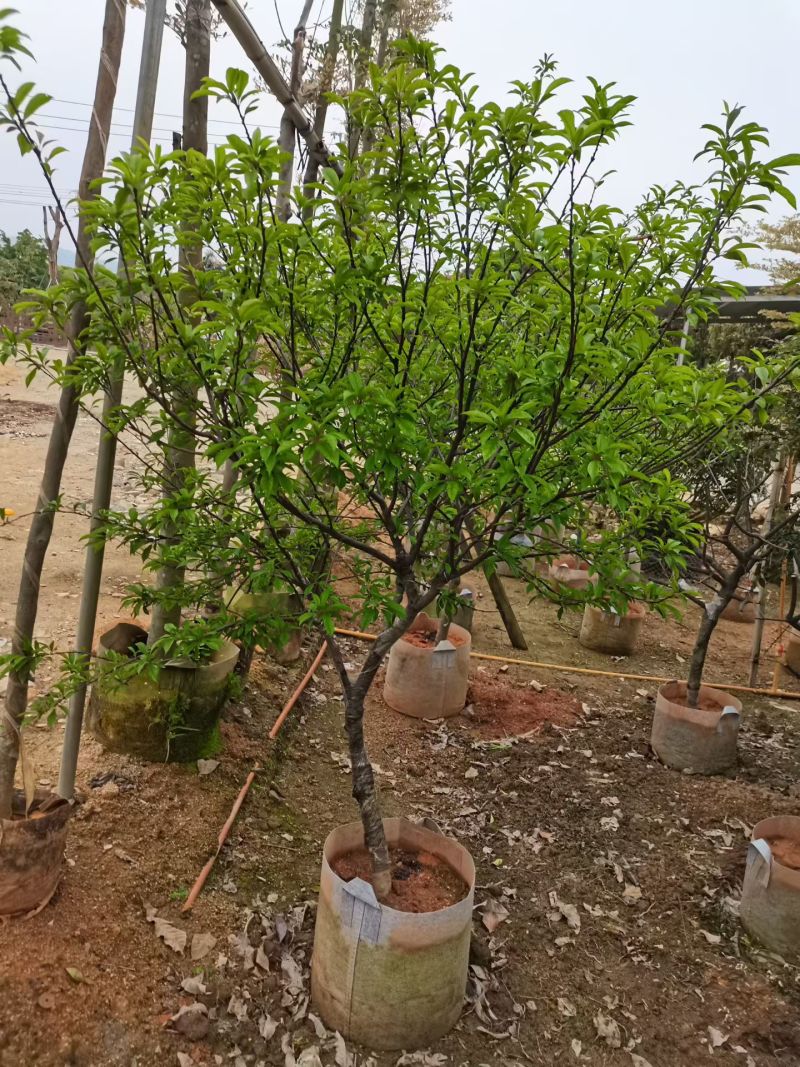 李子树3-5公分出售自家果苗基地直销