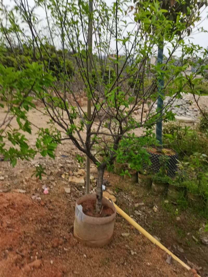 李子树3-5公分出售自家果苗基地直销