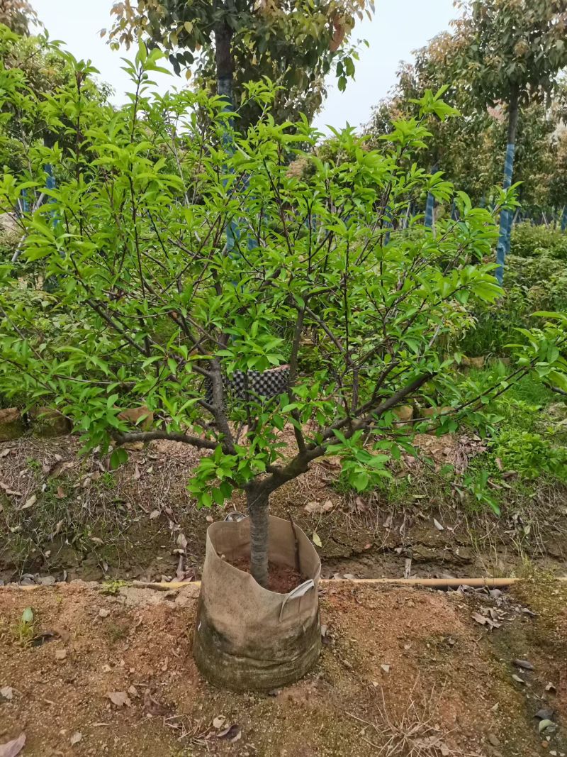 李子树3-5公分出售自家果苗基地直销