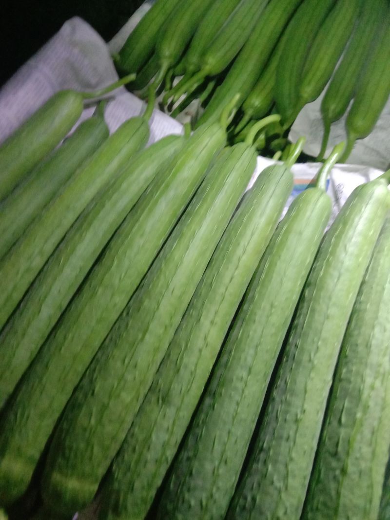 中绿丝瓜大量上巿个位老板提前联系全国发货