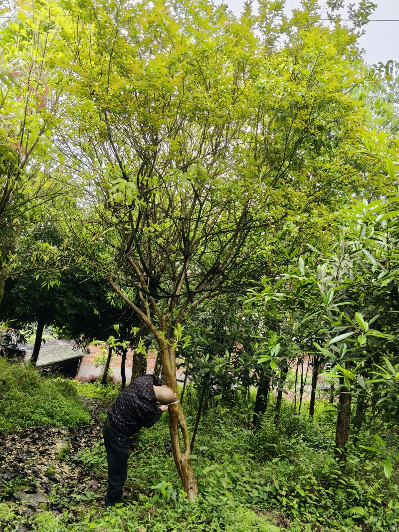 15/18公分红花紫荆树