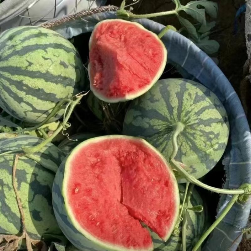 夏邑711西瓜强者711西瓜基地直供脆甜多汁，电联议价