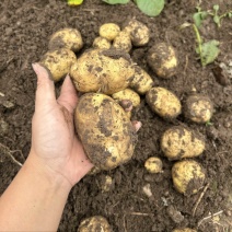 自家种植黄皮黄心土豆产量大价格实惠