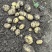 自家种植黄皮黄心土豆产量大价格实惠