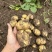 自家种植黄皮黄心土豆产量大价格实惠