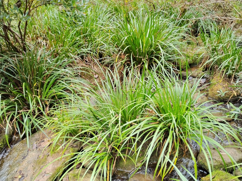 湘西野生石菖蒲