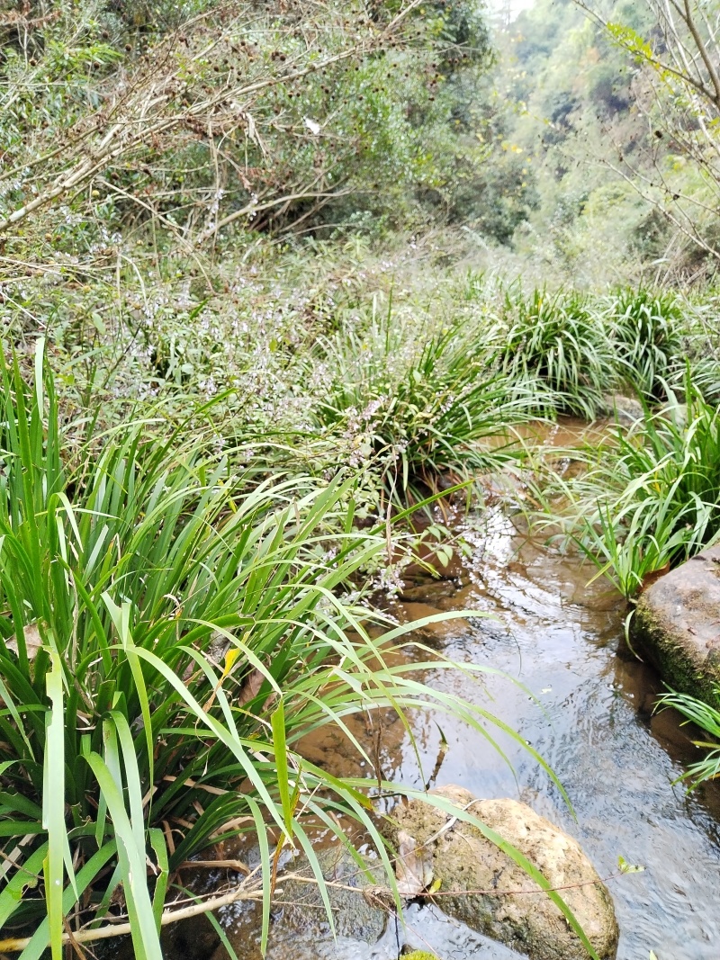 湘西野生石菖蒲