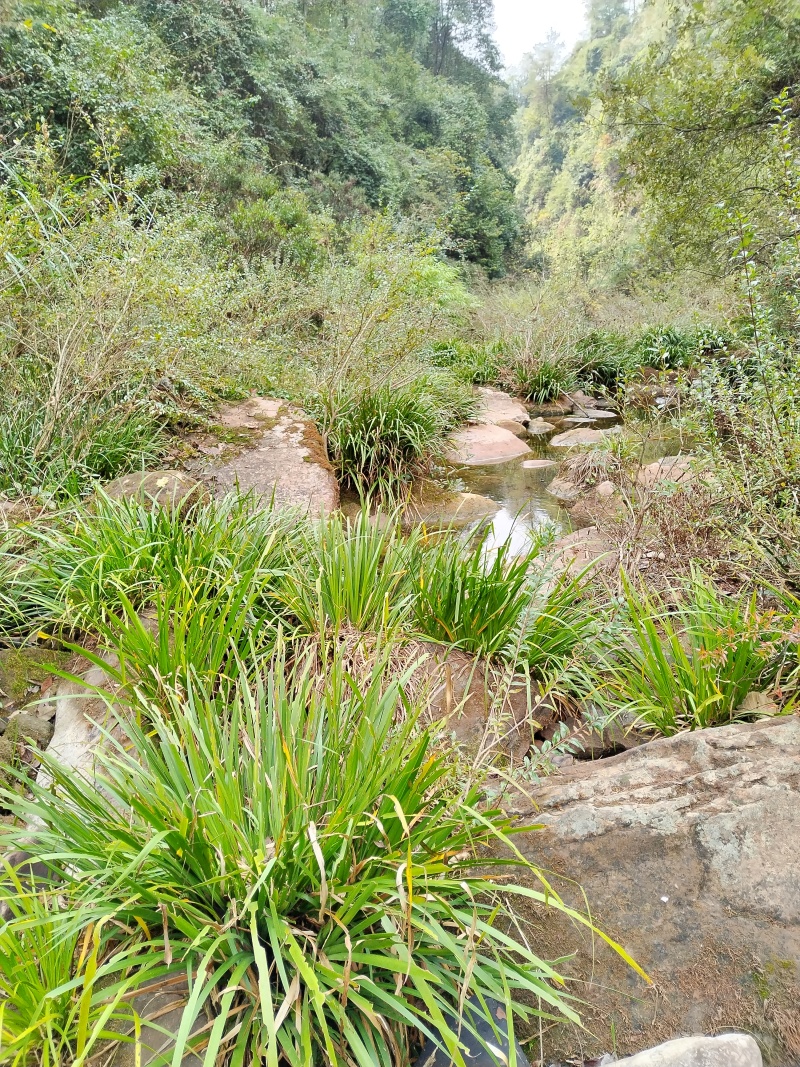 湘西野生石菖蒲