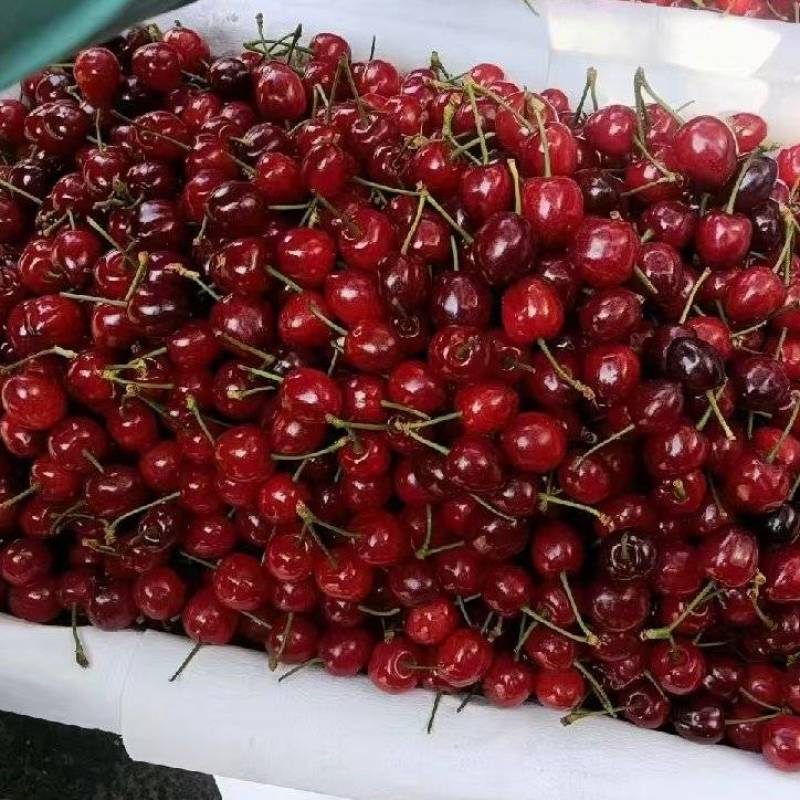 贵州精品小樱桃玛瑙红樱桃基地直供量大从优欢迎联系