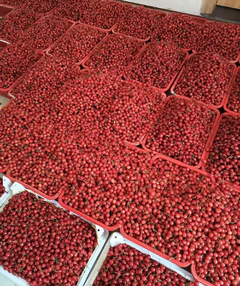 贵州精品小樱桃玛瑙红樱桃基地直供量大从优欢迎联系