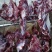 徐州黄牛肉后腿肉不分部位