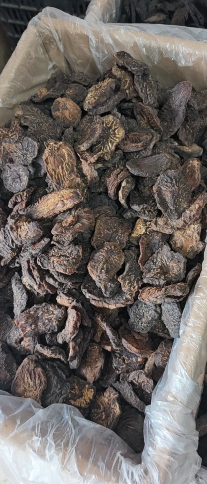内蒙阿拉善肉苁蓉